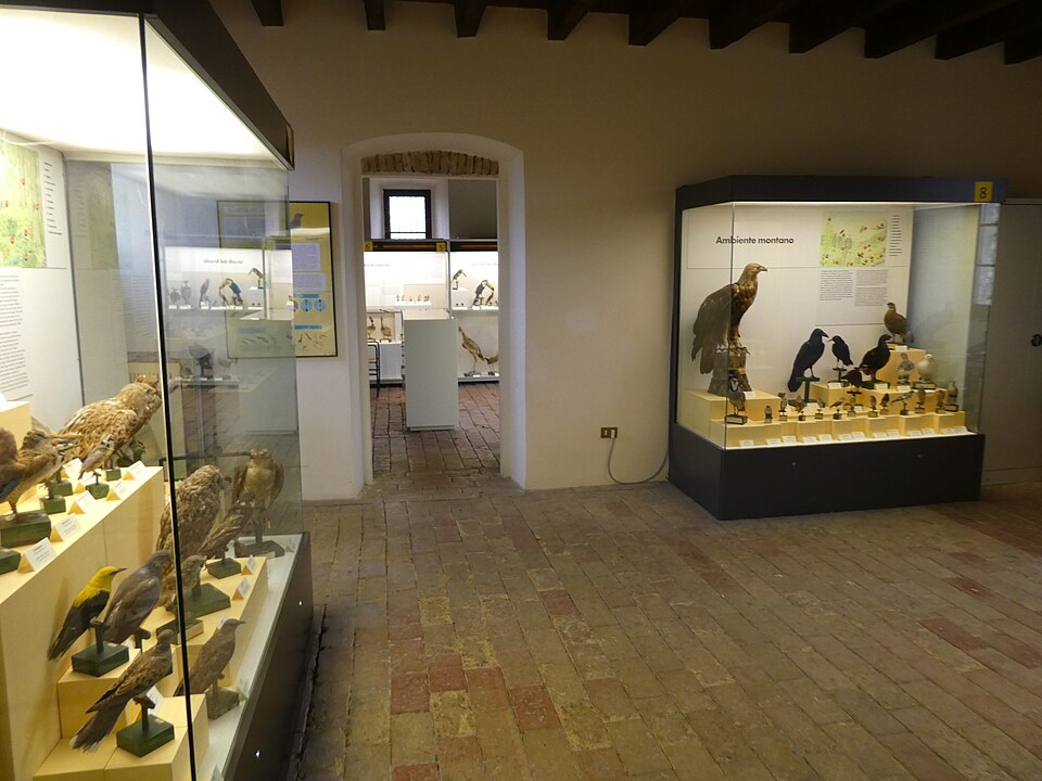 museo ornitologico