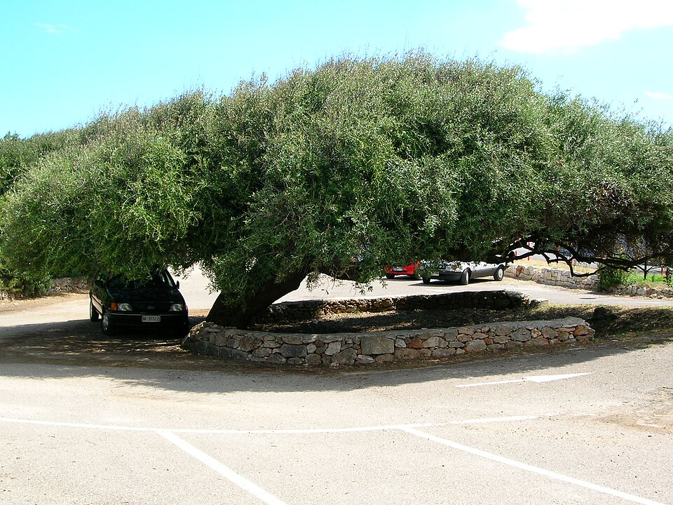 Insediamento Rosa Marina